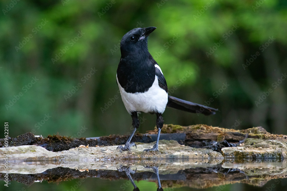 Common magpie (Pica pica) Common magpie (Pica pica)