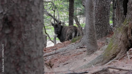 한국,산양,천연기념물,멸종위기야생동물,Korea, Mountain Ocean, Natural Monument, Endangered Wildlife
