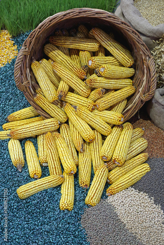 Obraz na płótnie Big Bunch of Maize Corn Ears Cobs in Basket w salonie