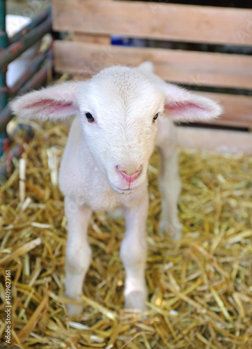 Wallpaper Mural Newborn Lamb Standing Alone at Sheep Farm Torontodigital.ca