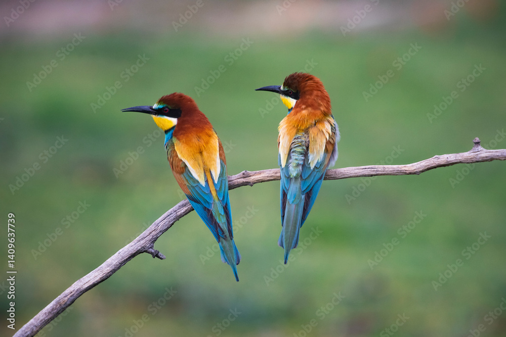 Obraz premium European bee eater, Merops apiaster. Common bee-eater. Close-up