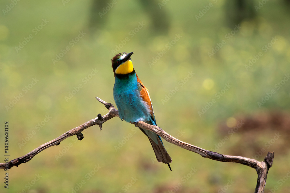 European bee eater, Merops apiaster. Common bee-eater. Close-up