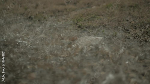 rain drops on the ground