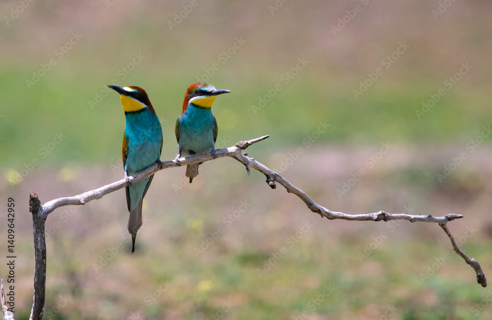 Fototapeta premium European bee eater, Merops apiaster. Common bee-eater. Close-up