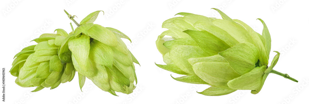 Hop cone isolated on white background. Beer brewing ingredients