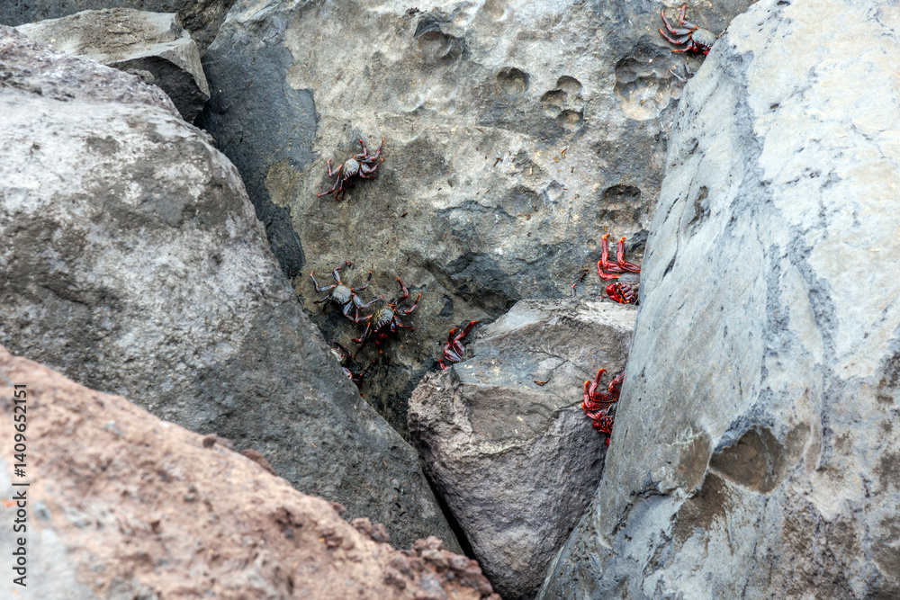 Grapsus adscensionis crabs on a rock in Funchal city, capital of Madeira Island, Portugal