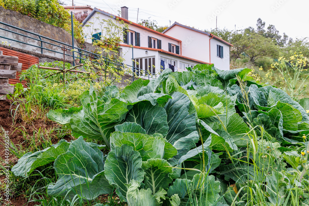 Small vegetables garden in Camacha mountainous town in municipality of Santa Cruz, Madeira Island, Portugal