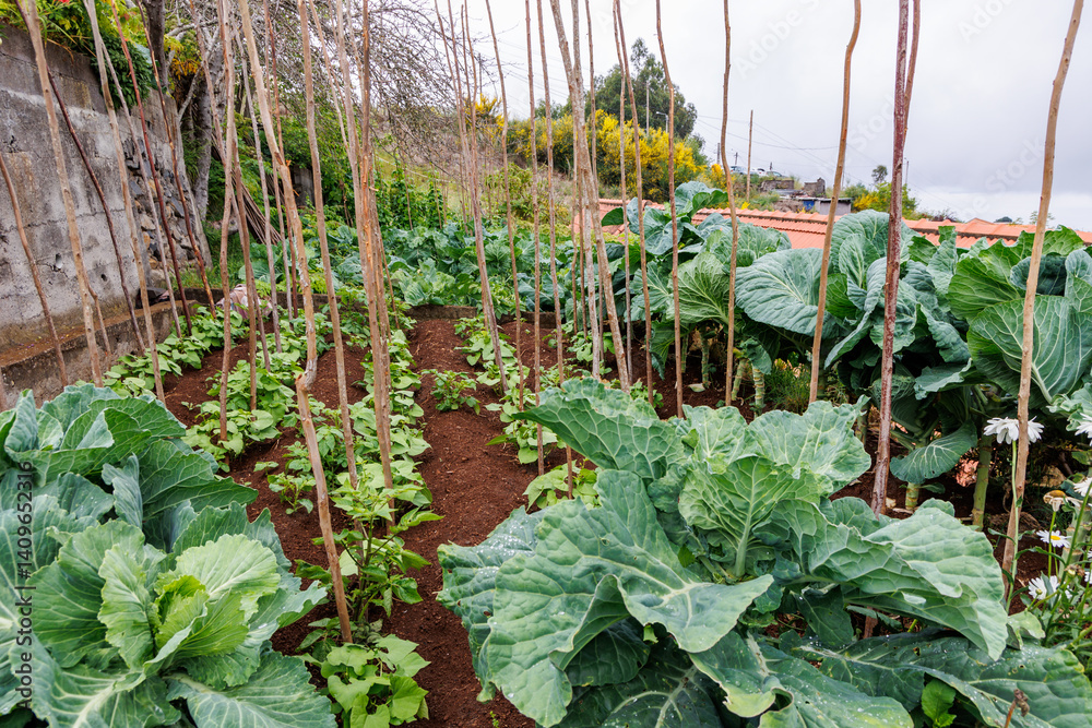 Small vegetables garden in Camacha mountainous town in municipality of Santa Cruz, Madeira Island, Portugal