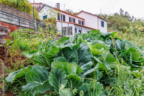 Obraz na płótnie Small vegetables garden in Camacha mountainous town in municipality of Santa Cruz, Madeira Island, Portugal w salonie