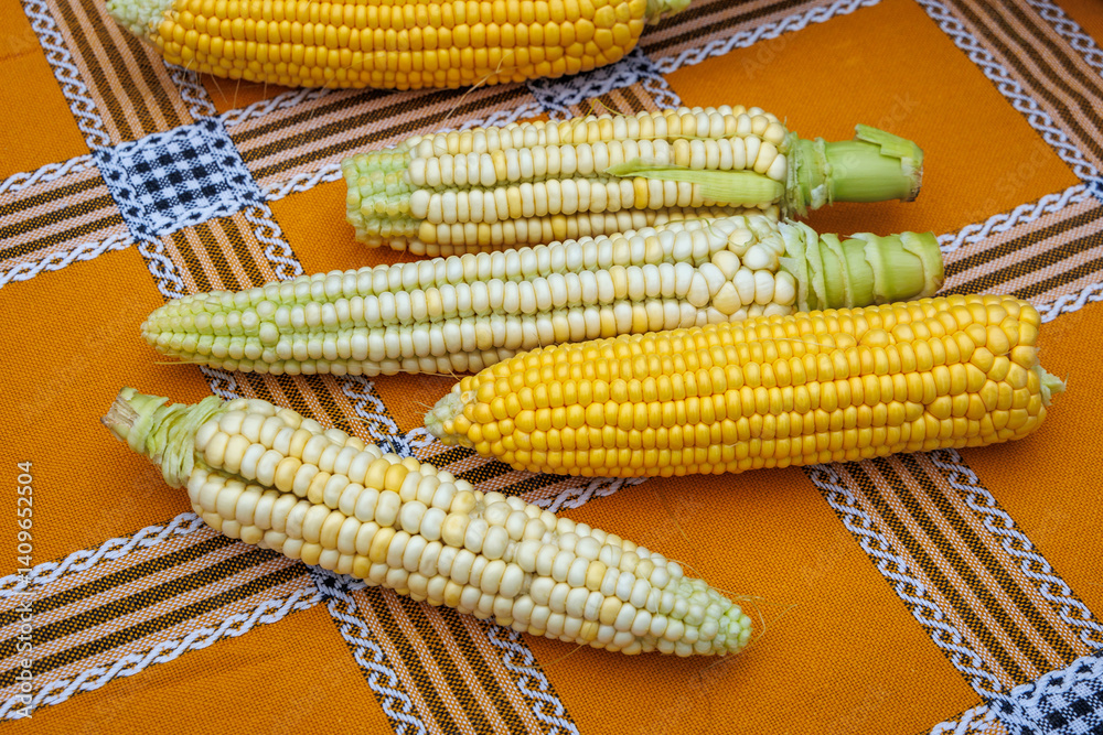 Corn cobs in Camacha mountainous town in municipality of Santa Cruz, Madeira Island, Portugal