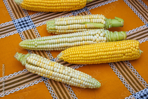 Obraz na płótnie Corn cobs in Camacha mountainous town in municipality of Santa Cruz, Madeira Island, Portugal w salonie