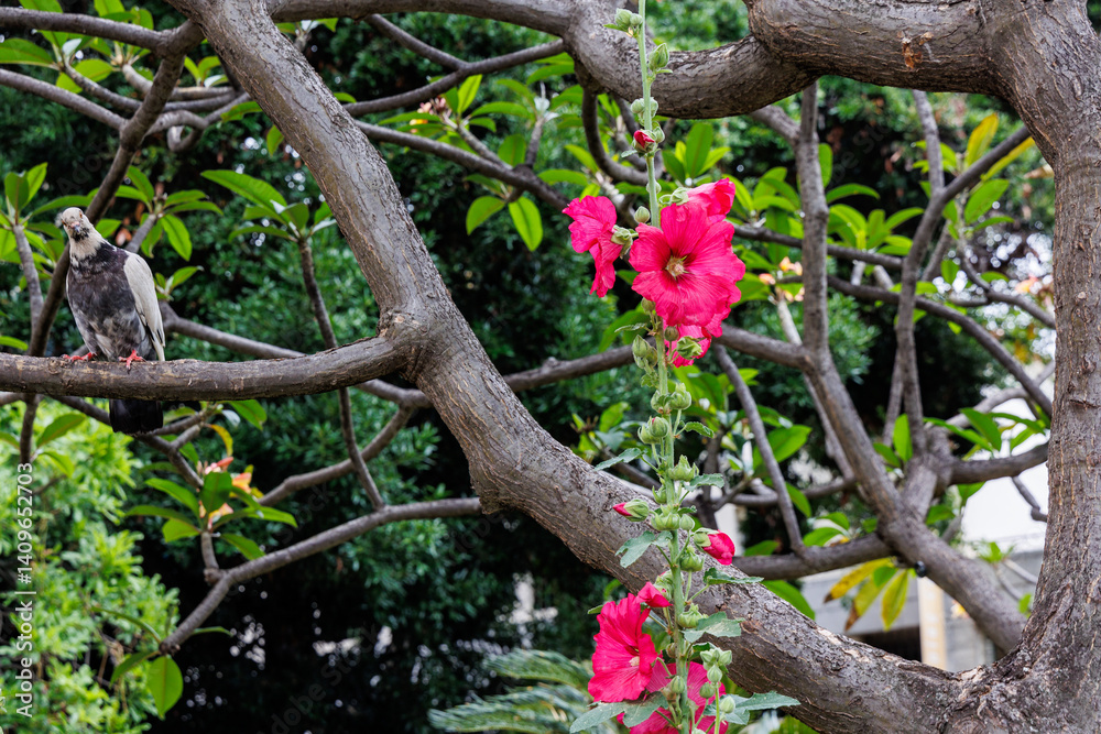 Hollyhock in Municipal Garden in Funchal city, capital of Madeira Island