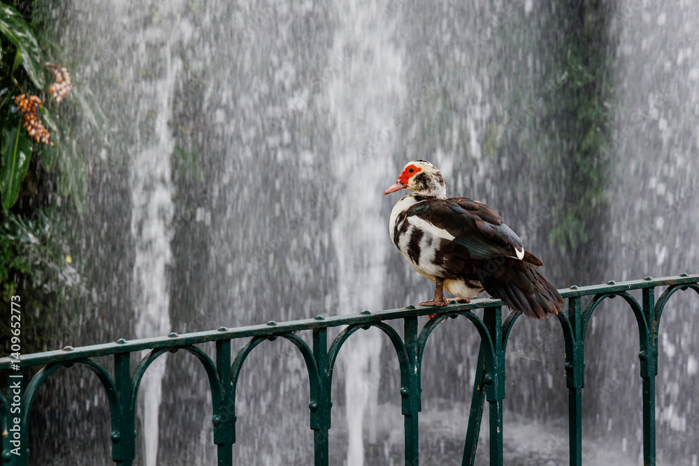 Muscovy duck and fountain in Municipal Garden in Funchal city, capital of Madeira Island