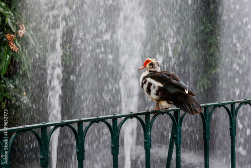 Obraz na płótnie Muscovy duck and fountain in Municipal Garden in Funchal city, capital of Madeira Island w salonie
