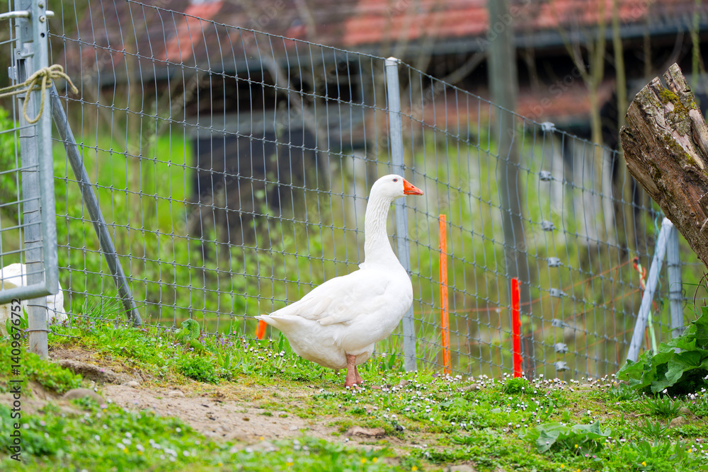Obraz premium White goose on meadow of compound at Swiss City of Zürich on a cloudy spring day. Photo taken April 15th, 2025, Zurich Schwamendingen, Switzerland.