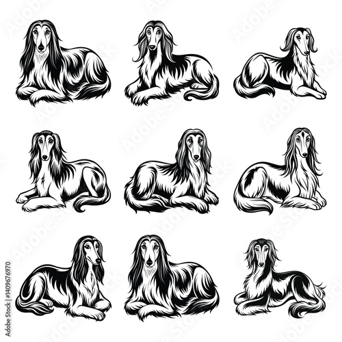 Afghan Hound dog