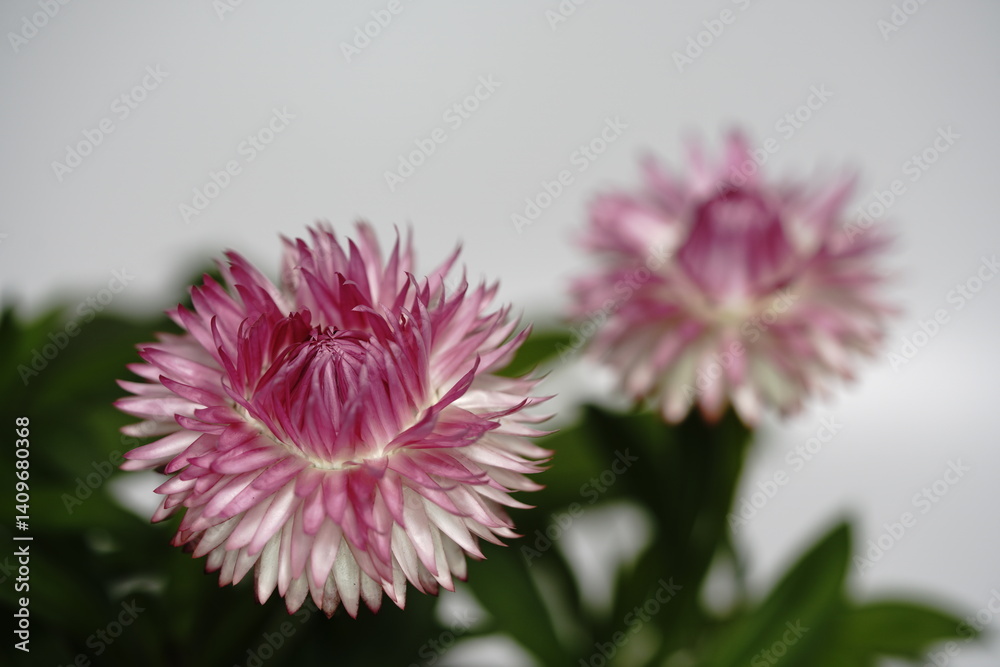 ヘリクリサムの花