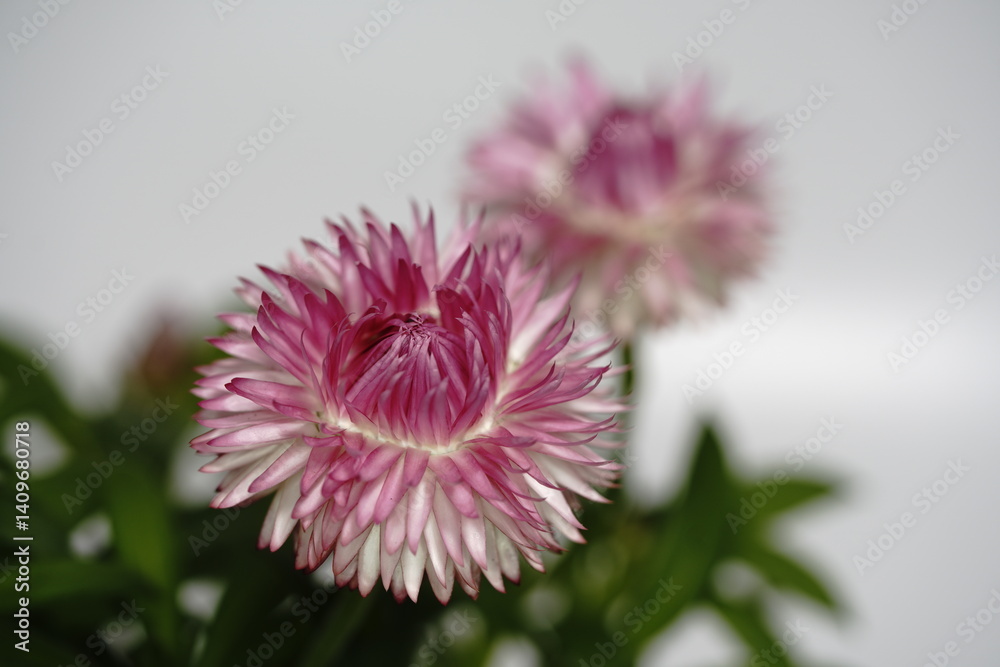 ヘリクリサムの花