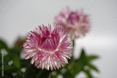 Obraz na płótnie ヘリクリサムの花 w salonie