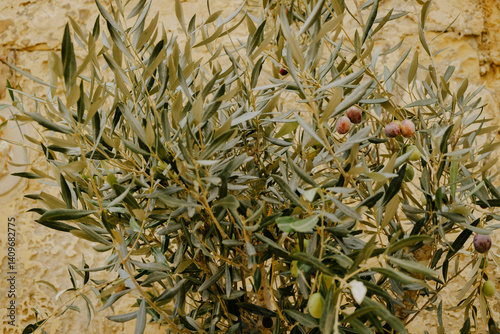 Close up of an olive tree in Malta