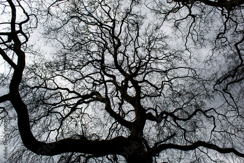 tree silhouette against blue sky