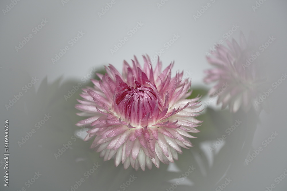 ヘリクリサムの花