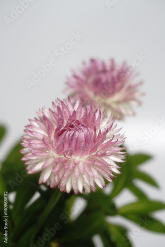 Obraz na płótnie ヘリクリサムの花 w salonie