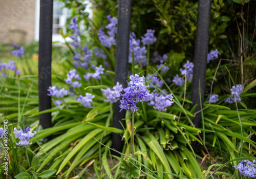 lavender blue flowers in the garden at the iron fence