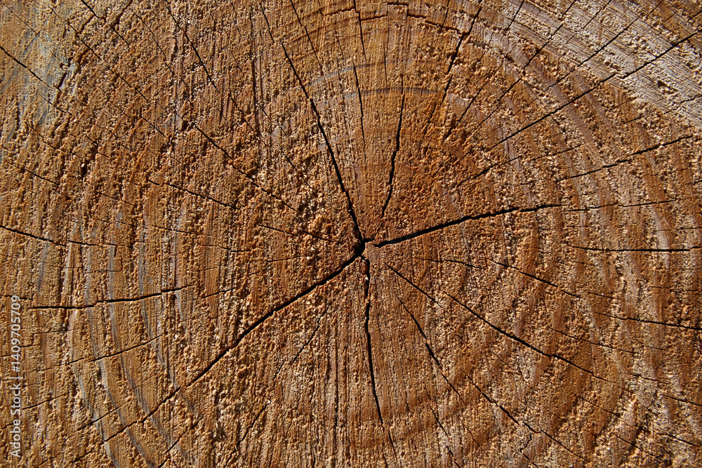 Fototapeta premium Old wood texture. Wood background. Wood texture with annual rings. Close up of a cut tree trunk