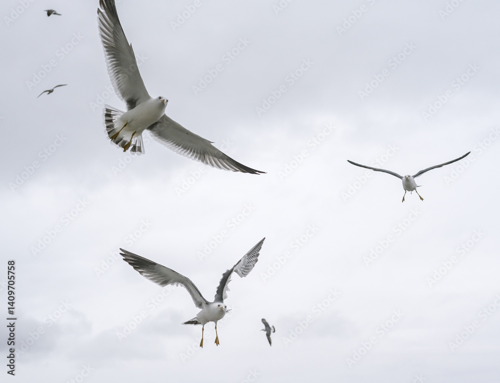 Obraz premium Seagulls frolic in the cloudy spring sky.