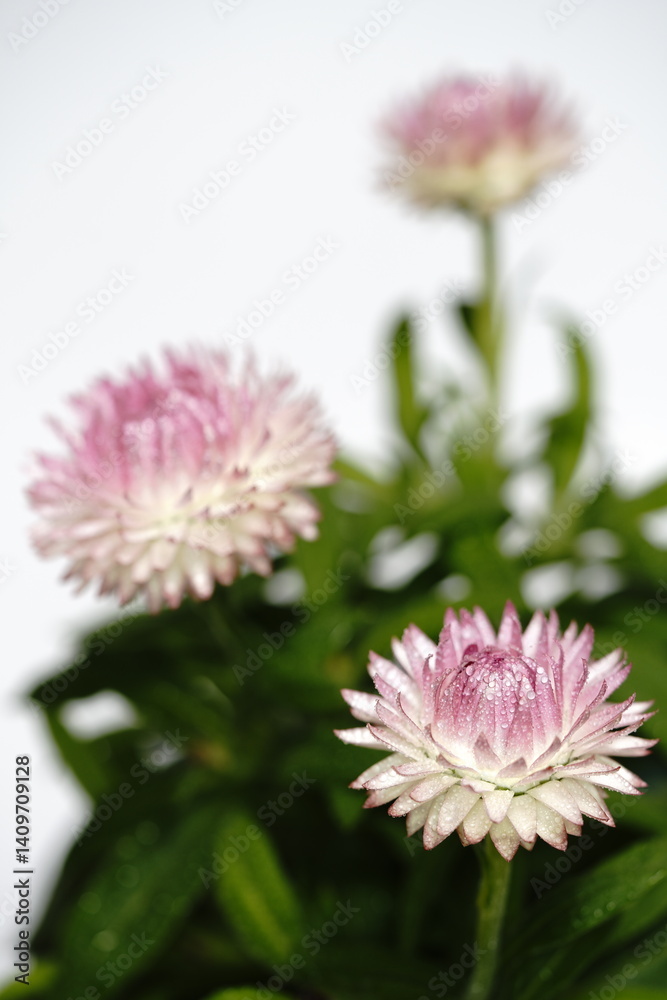 ヘリクリサムの花