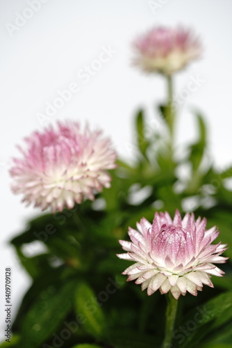 Obraz na płótnie ヘリクリサムの花 w salonie