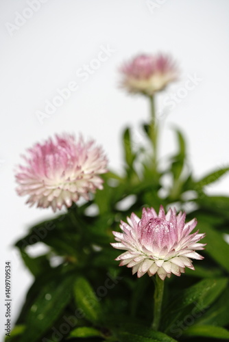 ヘリクリサムの花