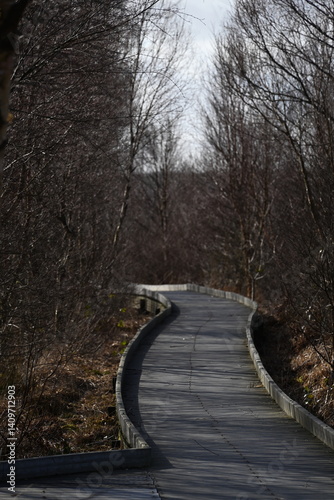 the walkway over the bog at cors caron in the sun 