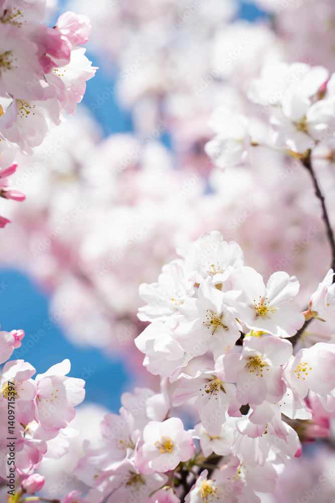 桜 桜