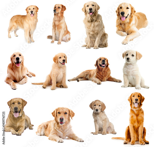 Set of Editable Dog PNG with Transparent Background. Labrador Retriever and Golden Retriever Dogs Set of Different Shades. 