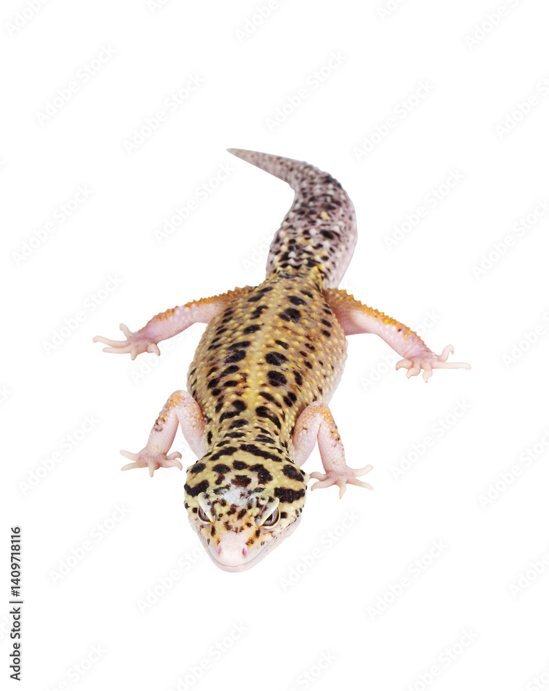 Naklejka premium Top view of beautiful Mack Snow Eclipse colored Eublepharis macularius or Leopard Gecko, standing. Isolated cutout on a transparent background. Looking straight ahead.