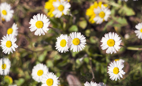 Meadow of daisies. Macro photo of daisies