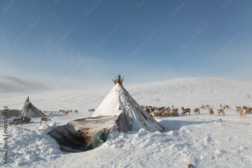 Nenets reindeer herders choom on a winter, Yamal, Russia