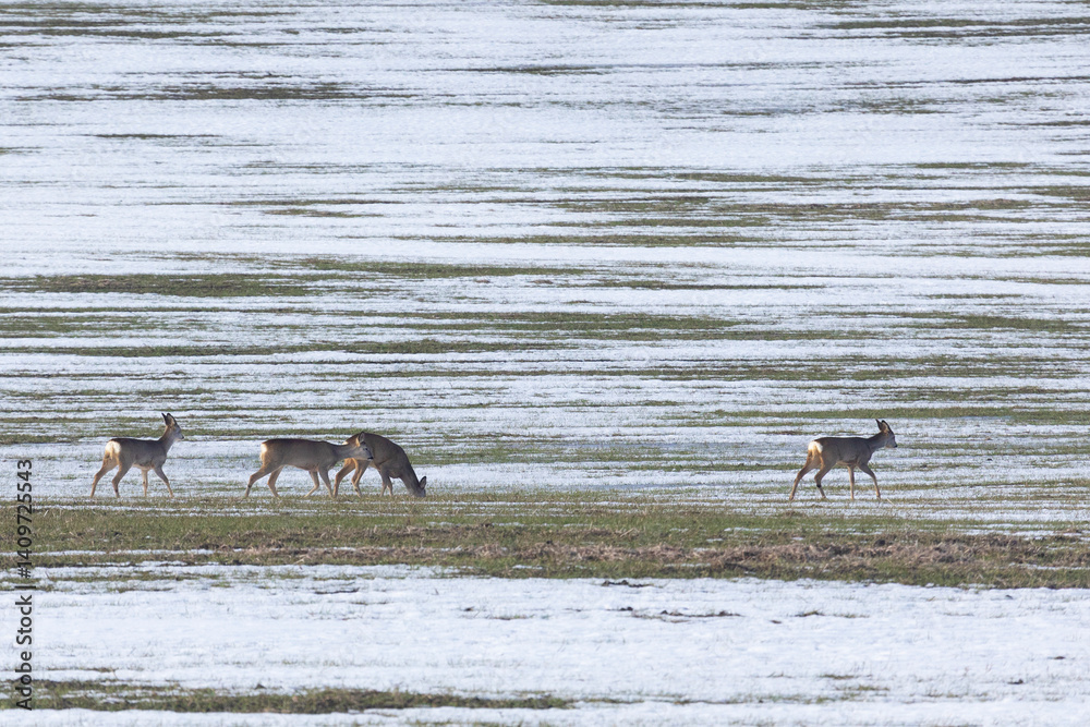 A herd of roe deer on the edge of a forest in winter