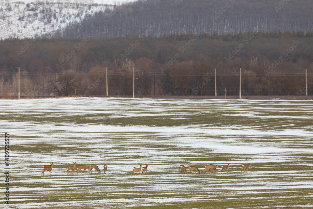 A herd of roe deer on the edge of a forest in winter