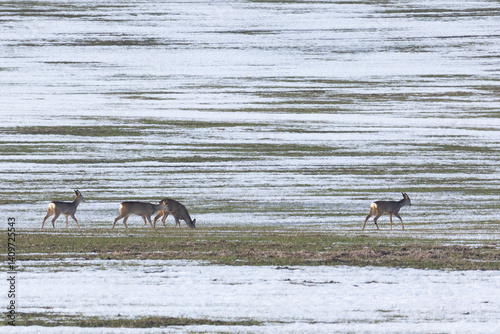 Obraz na płótnie A herd of roe deer on the edge of a forest in winter w salonie