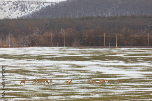 Obraz na płótnie A herd of roe deer on the edge of a forest in winter w salonie