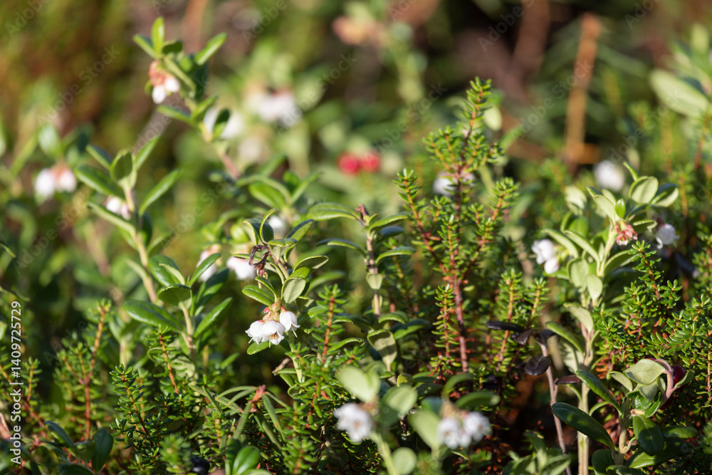 Lingonberry bush with flowers close up