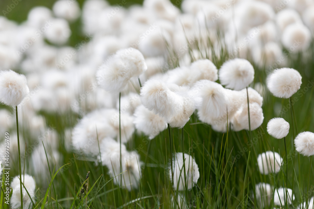 Blooming Eriophorum in the tundra close-up