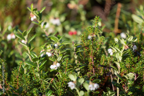 Obraz na płótnie Lingonberry bush with flowers close up w salonie