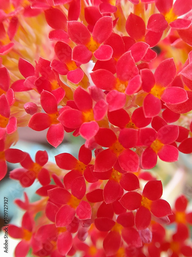 the beauty of red flowers