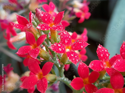 the beauty of red flowers