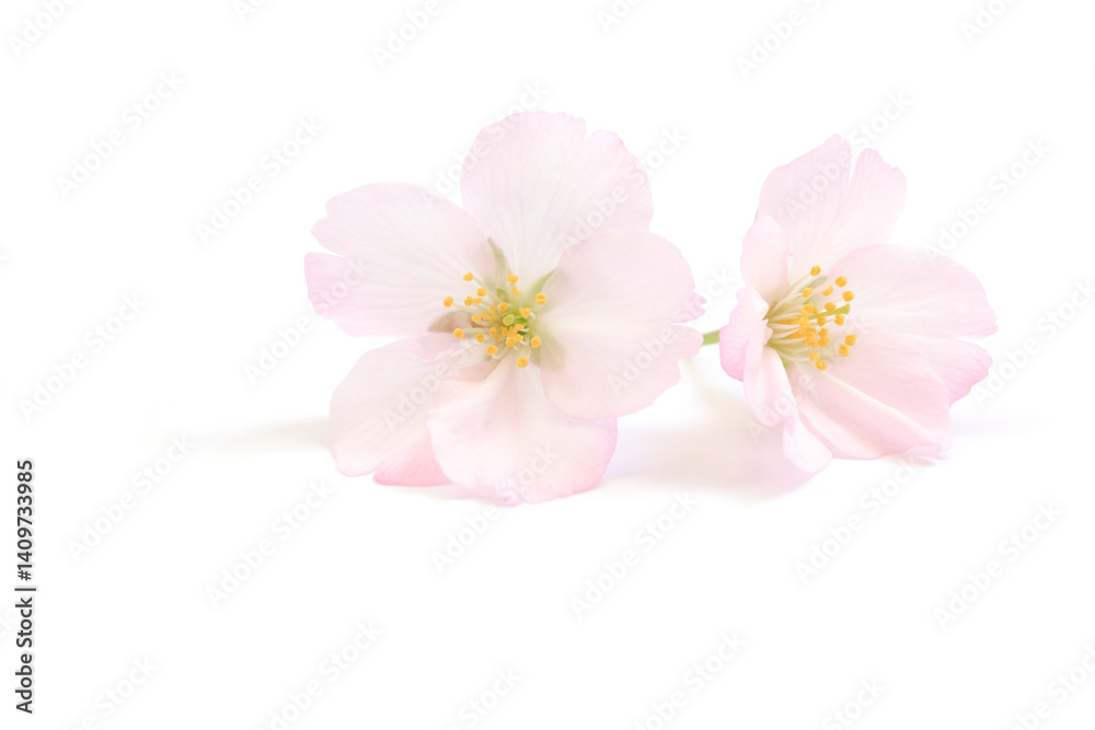 桜 花 ピンク 春 白 背景 桜 花 ピンク 春 白 背景