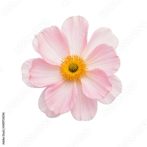 Gentle Light Pink Cosmos Flower in Full Bloom with Translucent Petals and Yellow Core